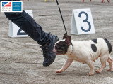 Association Canine Territoriale de Martinique