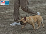 Association Canine Territoriale de Martinique