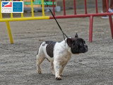 Association Canine Territoriale de Martinique