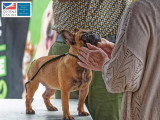 Association Canine Territoriale de Martinique