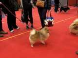 Association Canine Territoriale Rhône-Alpes