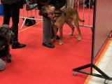 Association Canine Territoriale Rhône-Alpes