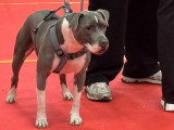 Association Canine Territoriale Rhône-Alpes