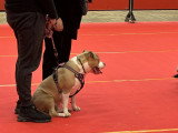 Association Canine Territoriale Rhône-Alpes