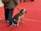 Association Canine Territoriale Rhône-Alpes