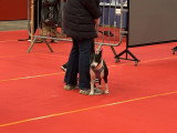 Association Canine Territoriale Rhône-Alpes