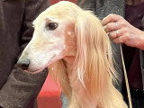 Association Canine Territoriale Rhône-Alpes