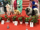 Association Canine Territoriale Rhône-Alpes