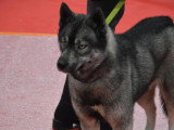 Association Canine Territoriale Rhône-Alpes