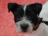 Association Canine Territoriale Rhône-Alpes