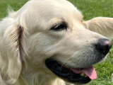 Association Canine Territoriale Rhône-Alpes