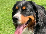 Association Canine Territoriale Rhône-Alpes