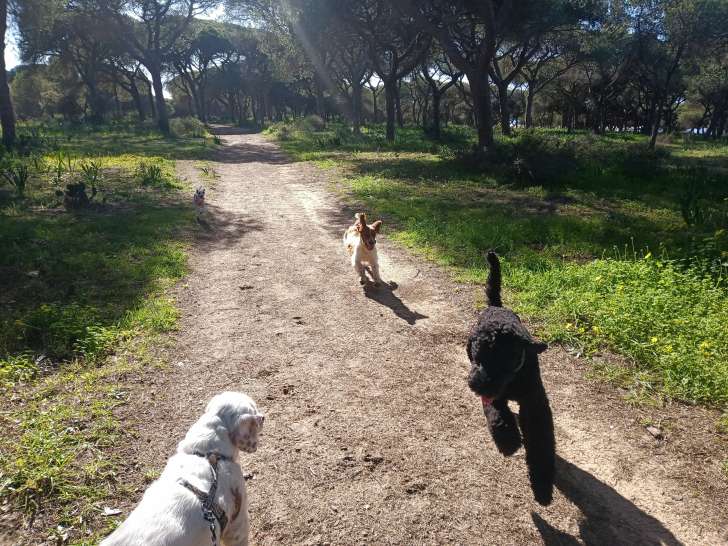 Le rappel avec plusieurs chiens