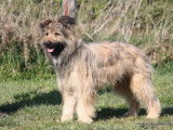 Ours Du pic d'arbizon