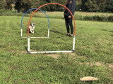 Club Cynophile Clicker Training du Marsan
