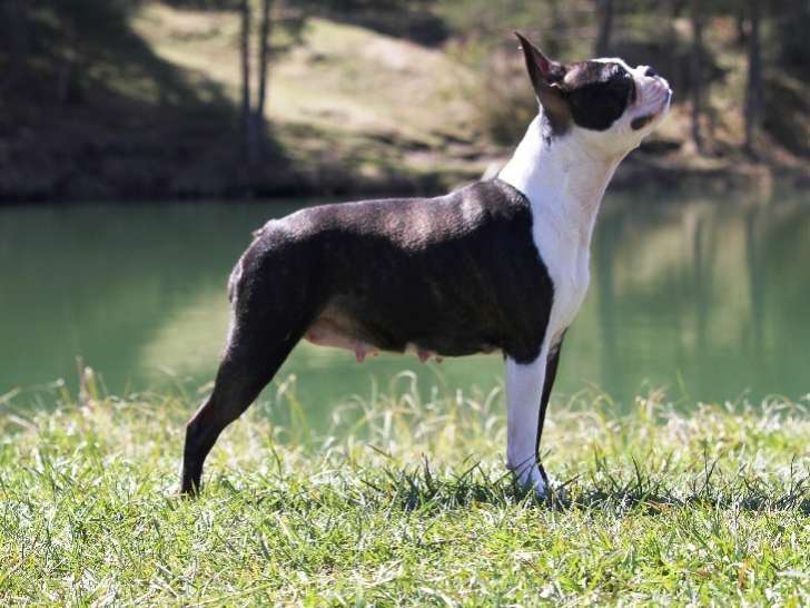 Nice Dog Education