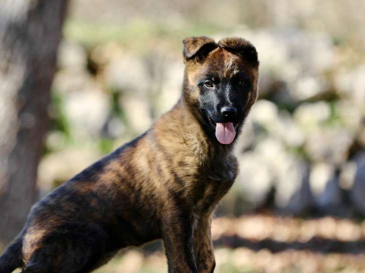 Nice Dog Education