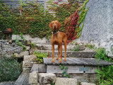 Vizsla de la fontaine de Presle