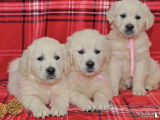 Les Golden Retrievers of Sim