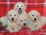 Les Golden Retrievers of Sim