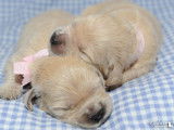Les Golden Retrievers of Sim