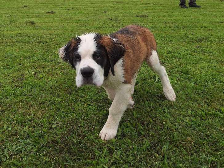 Club Canin d'Enchenberg