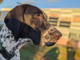 Le Paradis des Edelweiss
