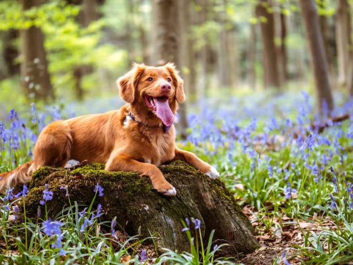 Comportemenaliste canin et éducateur chien Landes