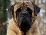Whititera Mastiffs