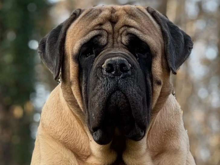 Whititera Mastiffs
