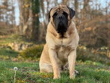 Whititera Mastiffs