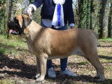 Whititera Mastiffs