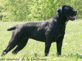 Cane Corso de la Guittonnie
