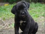 Cane Corso de la Guittonnie