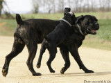Cane Corso de la Guittonnie