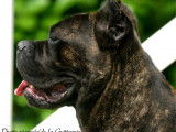 Cane Corso de la Guittonnie