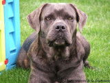 Cane Corso de la Guittonnie