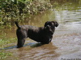Cane Corso de la Guittonnie