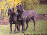 Cane Corso de la Guittonnie
