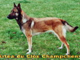 Des loups de Saint-Benoît