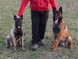 Des loups de Saint-Benoît