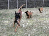 Des loups de Saint-Benoît