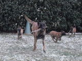 Des loups de Saint-Benoît