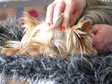 L'Art Canin