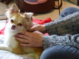 L'Art Canin