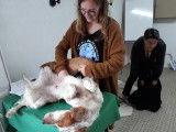 L'Art Canin