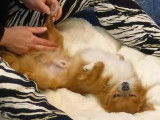 L'Art Canin
