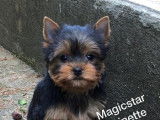 Magicstar