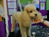 Academy des Chiens