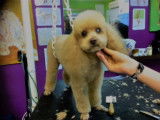 Academy des Chiens